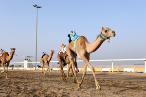 camel racing is one of Doha cities world cup activities for visitors to try