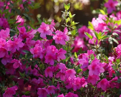 Vibrant pink azaleas in full bloom, symbolizing the scenic beauty of Augusta, home to the Masters Golf Tournament.