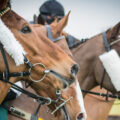 Three thoroughbred racehorses wearing bridles and white fluffy nosebands stand ready, capturing the excitement and detail of sports travel packages focused on horse racing events like the Kentucky Derby.