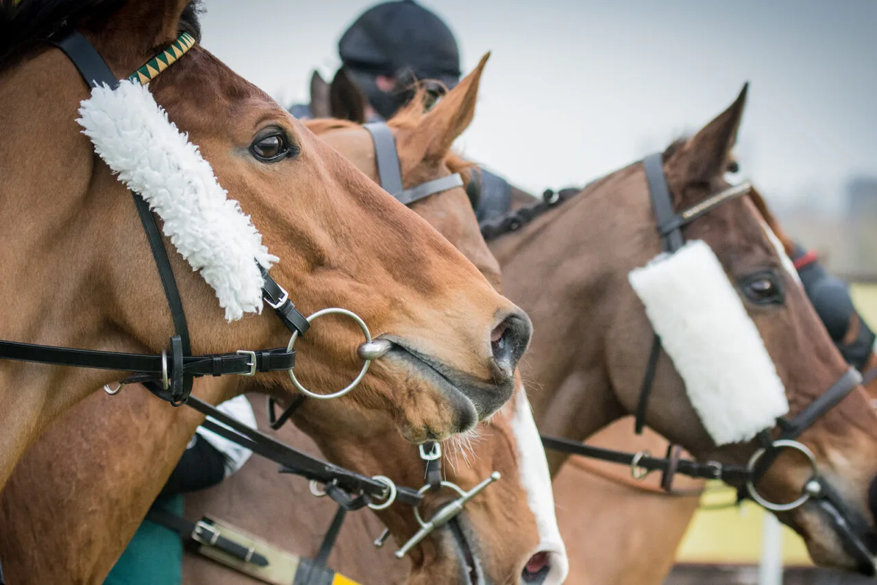Three thoroughbred racehorses wearing bridles and white fluffy nosebands stand ready, capturing the excitement and detail of sports travel packages focused on horse racing events like the Kentucky Derby.