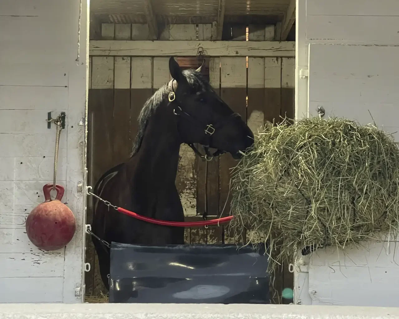A black horse stands inside a stable, looking at a large bale of hay, with events related to Kentucky Derby packages, such as tours at Stable Access & Horse Farm.
