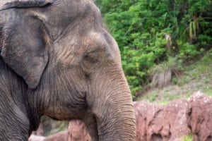 Busch Gardens Elephants and other Zoo animals in Tampa Florida.