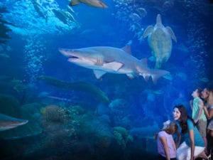 The Florida Aquarium, Sharks, Turtles and Conger Eels for family to see in Tampa.